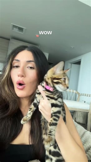 #bengal #bengalcat #kitten