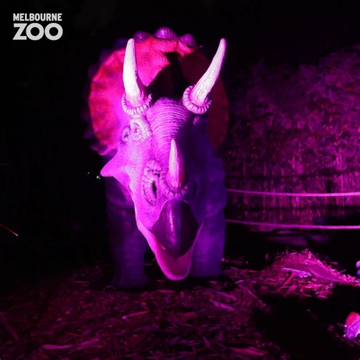 What's even MORE fun than Dinos at the Zoo? Dinos AFTER DARK! 🦕✨ Final two nights at Melbourne Zoo THIS WEEKEND - don't miss out! | Zoos Victoria