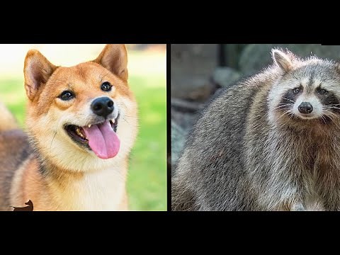 Raccoons VS Dogs : Are Raccoons A Real Threat To Your Dog?