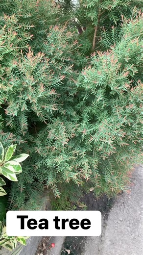 Tea Tree (Malaleuca alternifolia) Ka Etuc nasayud ba kamo nga kani nga tanum gigamit as traditional herbal medicine to combat bacteria, viruses, and fungi? Yes Ka Etuc makatanggal ni sa kagid kagid sa atong lawas hehehe. That’s it Ka Etuc, Now we knew. God bless #landscape #indoorplants #followersreelsfypシ゚viralシfypシ゚viralシalシ | Glenn Abrasaldo