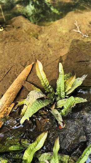Yosuke Kobayashi / 植物学者 on Instagram: "Leptochilus #leptochilus #waterplants #aquascapes"