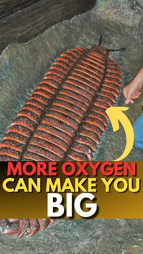 Manvendra Chauhan on Instagram: "More OXYGEN can MAKE you STRONGER 😳 | . . . . . . . . . . . . . . . . . . . . #reels #health #animals #insects #oxygen #breath #air #nature #environment #earth #home #happy #running #fitness #strength #strong #history #climate #healthylife #children #outside #trees #green #life #big #large #fact #daily"