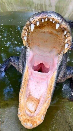 🦅 Tiny Bird Cleans Crocodile’s Teeth 😱 | Nature’s Most Fearless Friendship