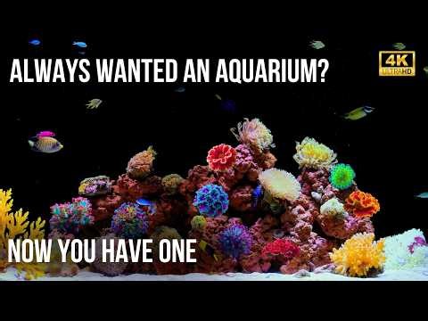 🐠 4K Real Aquarium for Deep Sleep | 12 Hours of Relaxing Fish Tank & Soothing Water Sounds