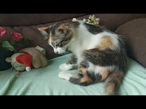 Time Machine Cats !!!! Longest Daily Cat's Story