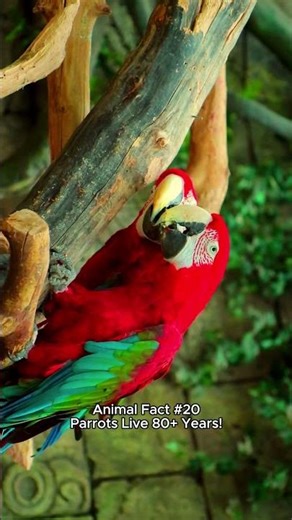 Animal Fact #20 — Some Parrots Live Over 80 Years 🦜