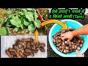 Gamle Me Dher Sari Arbi (Taro) Ugane Ka Tarika ~ How To Grow Taro In Pot From Sowing To Harvesting