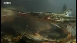 22K views · 14 reactions | Candiru: the Toothpick Fish © BBC | For The Love of Fish | Facebook