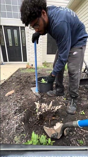 Digging up bush #gardening #yardmaintenance #bushremoval #plant #landscaping