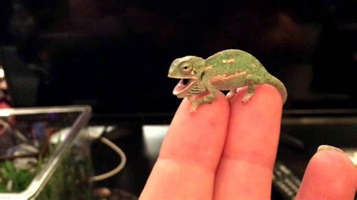 Newborn baby chameleon changes color pattern.