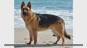 Best Diet for Your German Shepherd: Tips for a Healthy and Happy Dog