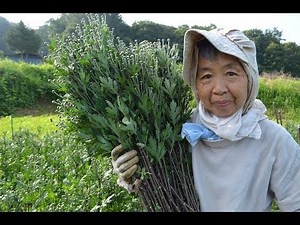 農家さん訪問～小菊～