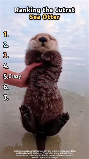Ranking the Chubbiest and Cutest Sea Otters#cute #seaotters #animals #wildlife #adorable #viral#fyp