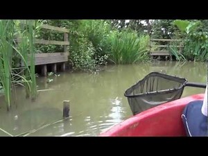 Electrofishing / Electro Fishing my Pond - Part 2