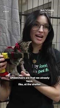 Gelato the kitten's new wheels