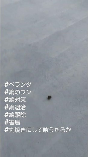 何度、追い払ってもやってくる鳩の対策方法は？#鳩駆除 #鳩よけ対策