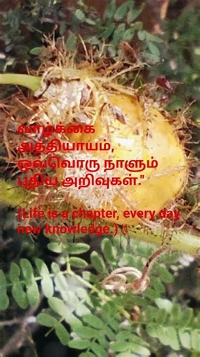 வாழ்வே ஒரு பாடம்.#quotes #quote #thathuvam #tamilquotes #positivity #positivevibes