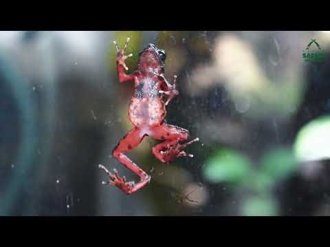 Kodok Merah (Bleeding Road) : Remarkable Story from Middle Forest of West Java | Behind The Zoo