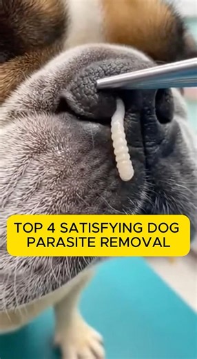 ⚠️ TOP 4 MOST SATISFYING DOG PARASITE REMOVAL ⚠️