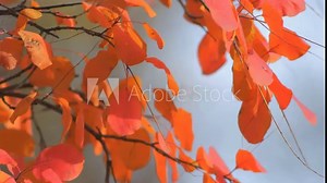 Red smoke bush leaves sway in breeze on sunset against blurred background. Amazing colors of autumn. Scene is perfect for use in nature or autumn themed projects. Video has shallow depth of field