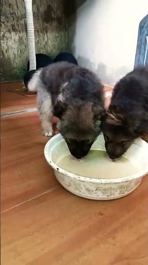 German Shepherd Puppy ka price in india #gsdlover. 8810623046 kya hai? | Heavy Bone Long Coat GSD 🐾