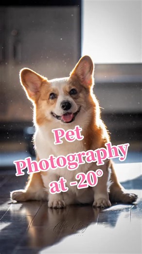 Ellie.N. Photo & Video on Instagram: "Spending time with dog is always incredibly therapeutic! #mtldogs #dogvlog #catvlog #corgimax #corgilover #corgi"