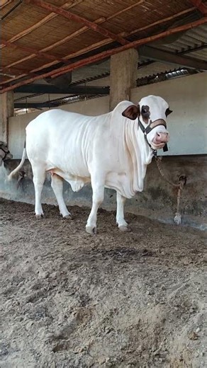 aggressive nukhri || maweshi mandi #cow #beautifulanimal #cattlefarm