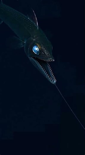 A master of the deep ocean, the dragonfish uses natural