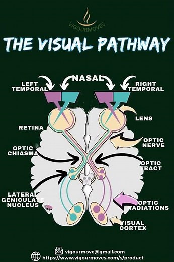 The Visual Pathway: How We See the World