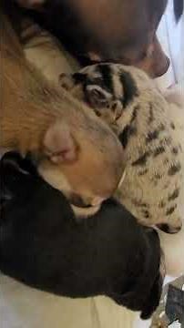 gay dog porn