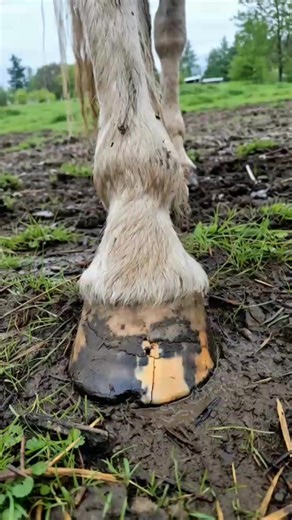 hidden sore, BIG RELIEF... see her walk more comfortably #hooftrimmer #trimming #livestock #hooftrimming #Cows | The Local Stranger
