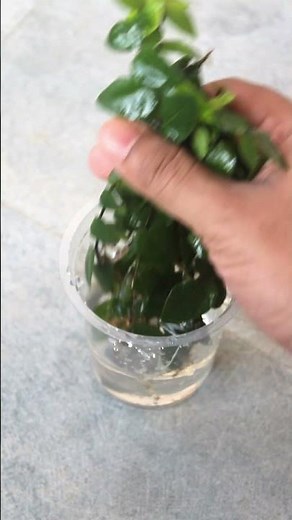 PROPAGATE Creeping Fig (Ficus Pumila) EASILY