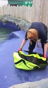 One of our most recent seals into the centre, Jar Jar Binks, has come on leaps and bounds and was ready to go into the pool today! Here is a little video of him joining our seal family in our main pool before hopefully being released when he reaches his target weight! | SEA LIFE Hunstanton