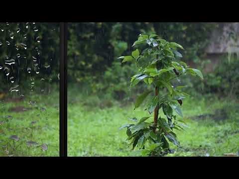 Rain Sounds & Rain Musics ;