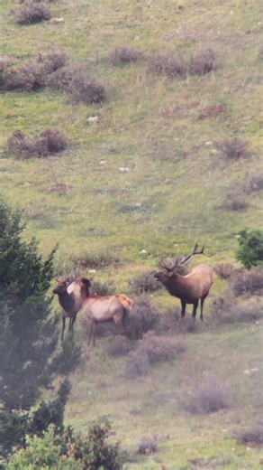 Bull likes what he’s smelling! Use discount code: TURCO to save on @ollinco digiscoping products!
