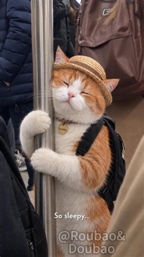 Doubao Worked All Day… Then His Boss Asked Him to Stay Late 😭🐱#WorkingCat #CatVlog #FunnyCat #Shorts