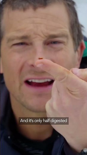 Bear Grylls Eating Bear Poo