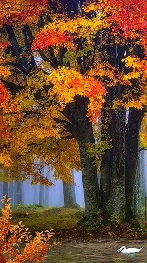 Stunning Nature Wallpaper for Autumn Vibes