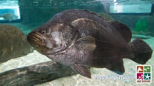 Under the Waves! Wednesdays Meet the Atlantic tripletail: Averaging an adult size around 31 inches long, Lobotes surinamensis is a coastal species of ray-finned fish. They are the only species in the family Lobotidae found in the namesake Atlantic Ocean, but they are not limited to it. Their native range covers all tropical and subtropical waters except the eastern Pacific, and at this time they are listed as Least Concern on the IUCN Red List of Endangered Species. The second half of the common