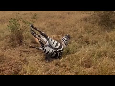 lion bring it down a zebra and suffocate video