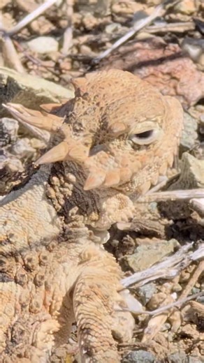 My new lizard friends #desertanimals #nature #reptiles #hornedlizard #fencelizard