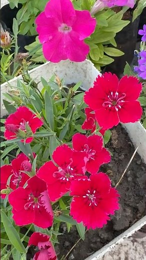Beautiful Red Dianthus flowers…….