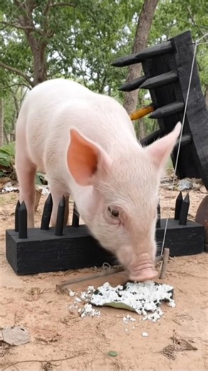 An extremely effective wild boar trap made from large logs and sharp stakes.. #wildboar #animals