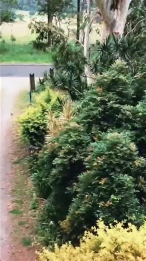 DJI Mini SE footage