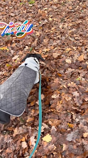 Tuesday with paws on patrol and Cronin’s Canine Companions | Paws on patrol
