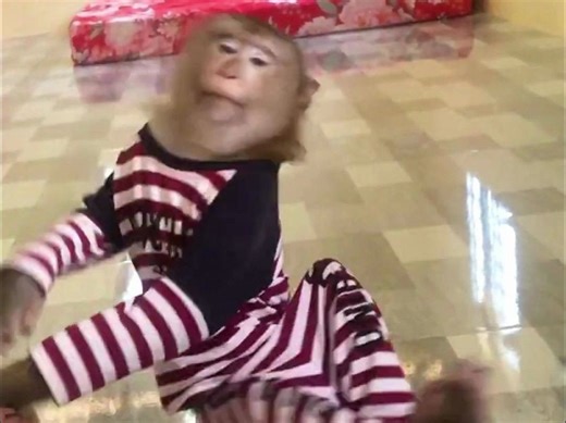 都会声东击西了jason，假意摇头转圈，突然就去开冰箱