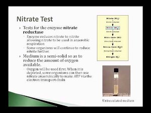 Pre Lab Lecture Enterobacteriaceae