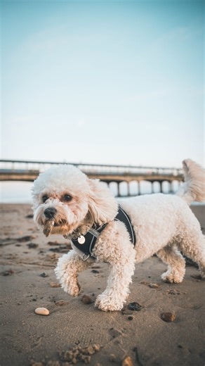 Capturing the Charm of Fluffy the Cavapoochon