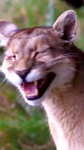 Fascinating Facts About Pumas | Mayan Cat Species Revealed!