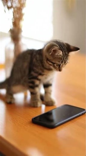 I wasn't scared... just testing it 😶 #CatLogic #KittenVibes